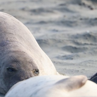 Elephant Seal Pup Resting at Drakes Beach