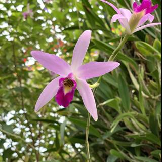 Pretty Pink Orchid amidst Green Foliage