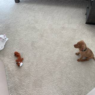 Puppy and Cat Playing with Stuffed Animal on the Floor