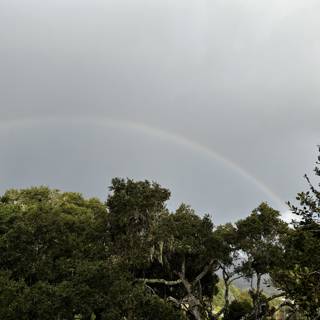 Enchanting Rainbow over Carmel Trees