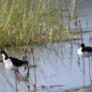 Black-necked Stilts Wading in Wetland Marsh