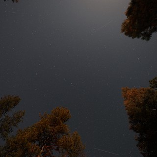 Meteor Streaks Over Pine Forest at Mt. Lassen