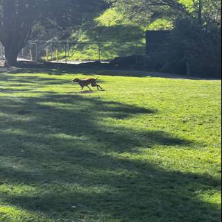Free as a Pup in the Park