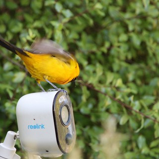 Hooded Oriole Perched on Security Camera