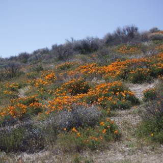 Fields of Orange