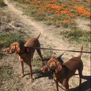 Canine Companions in a Field of Flowers