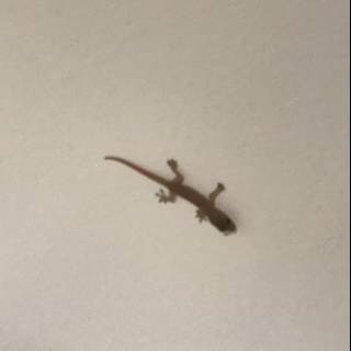 Gecko on High