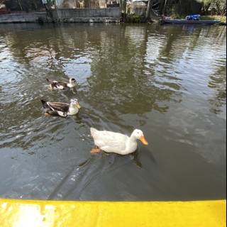 Ducks and Boat at Xochimilco