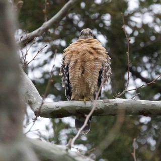 Cooper's Hawk Perched on White Branch in Winter