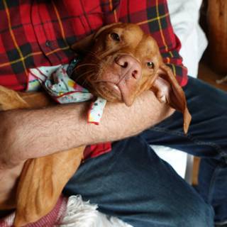 Man Holds Vizsla in his Arms on Couch
