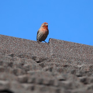 House Finch Perched on Textured Rooftop Against Blue Sky
