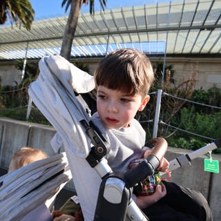 Young Boy in Stroller at Botanical Garden