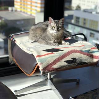 Cozy Feline on a Chair in Front of the Window
