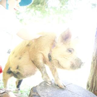 Tender Moments in Nature: Child Meets Pig