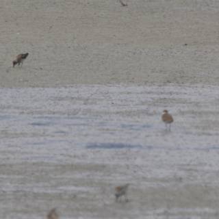 Sandpiper Serenity