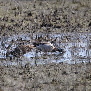 Northern Shoveler Pair Foraging in Shallow Wetland Waters