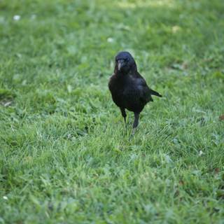 The Solitary Raven of Great Meadow Park