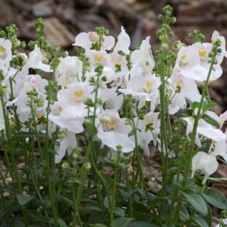 Spring Symphony in White