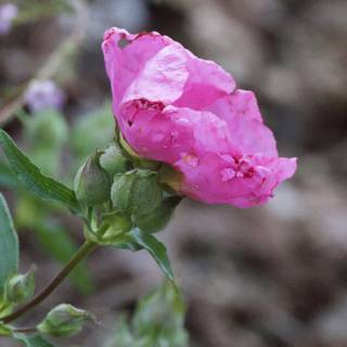 Blooming Elegance