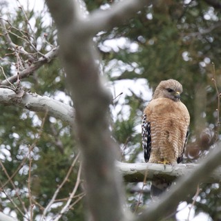 Red-Shouldered Hawk Perched in Winter Forest
