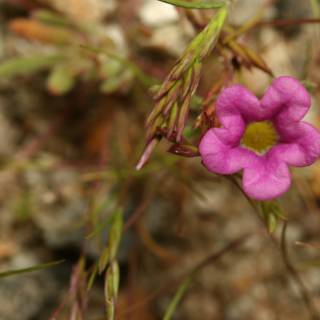 Pink Geranium Flower