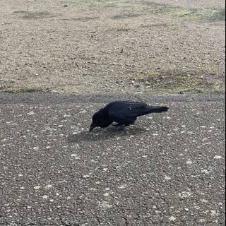 A Blackbird Strolling on the Tarmac