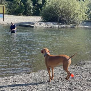 River Dog at Monte Rio Beach