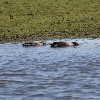 Pair of Northern Shoveler Ducks Resting in Wetland Water
