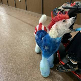 Patriotic Poodle on a Scooter