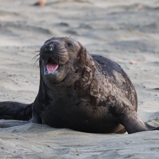 Elephant Seal Pup Vocalizing on Sandy Beach