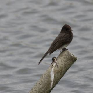 Contemplative Blackbird by the Bay