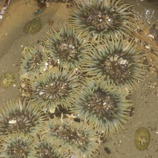Sea Urchin Party