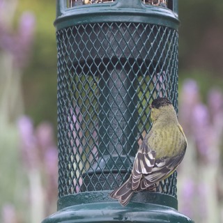 Lesser Goldfinch Perched at Backyard Bird Feeder