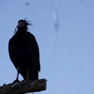 Majestic Blackwing Visitor at SF Zoo