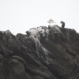 Seagull and Cormorant Perched on Rocky Sea Cliff