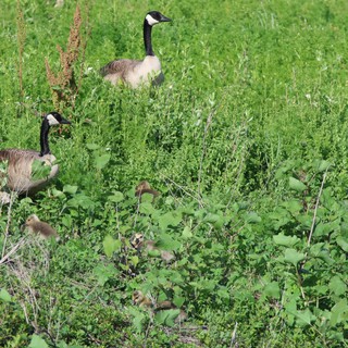 Canada Goose Family Foraging in Spring Wetland Grassland