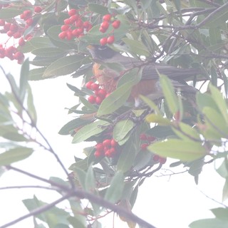 Robin Feeding on Red Berries in Winter