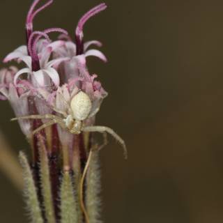 Garden Spider on a Daisy