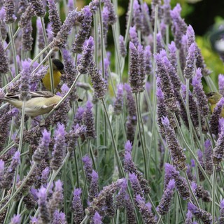 Small Bird Foraging Among Purple Lavender Flowers