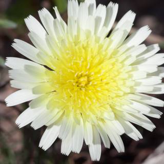 The Beautiful Daisy Flower