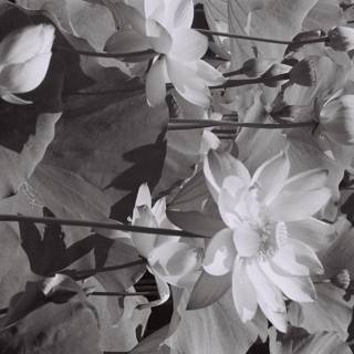 Lotus Blossoms in Black and White