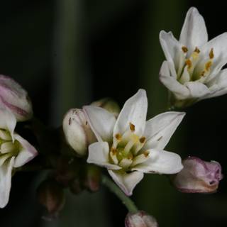 White Flowers with Green Stems