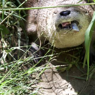 Curious Otter in the Wild