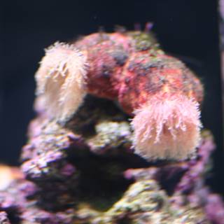 Pink Sea Anemone in a Coral Reef