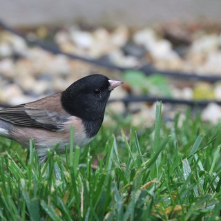 Dark-eyed Junco Foraging on Wet Lawn