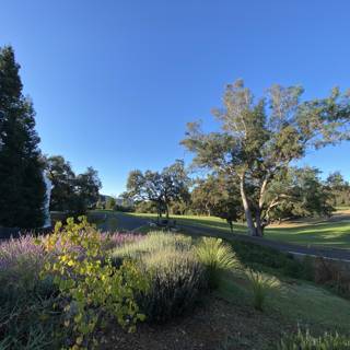 A Serene Golf Course View