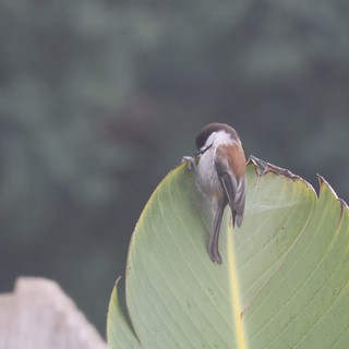 Small Bird Perched on Curled Banana Leaf Edge