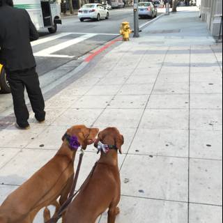 Two Dogs Enjoying a Walk in LA