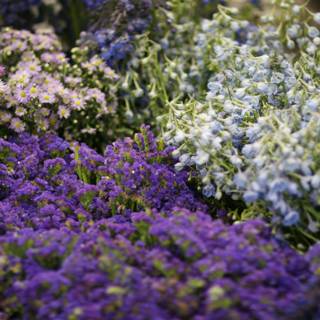 A Garden of Purples and Whites
