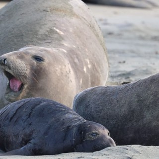 Elephant Seal Pup Yawning Among Colony at Drakes Beach
